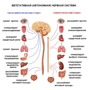 Вегетативная нервная система 1
